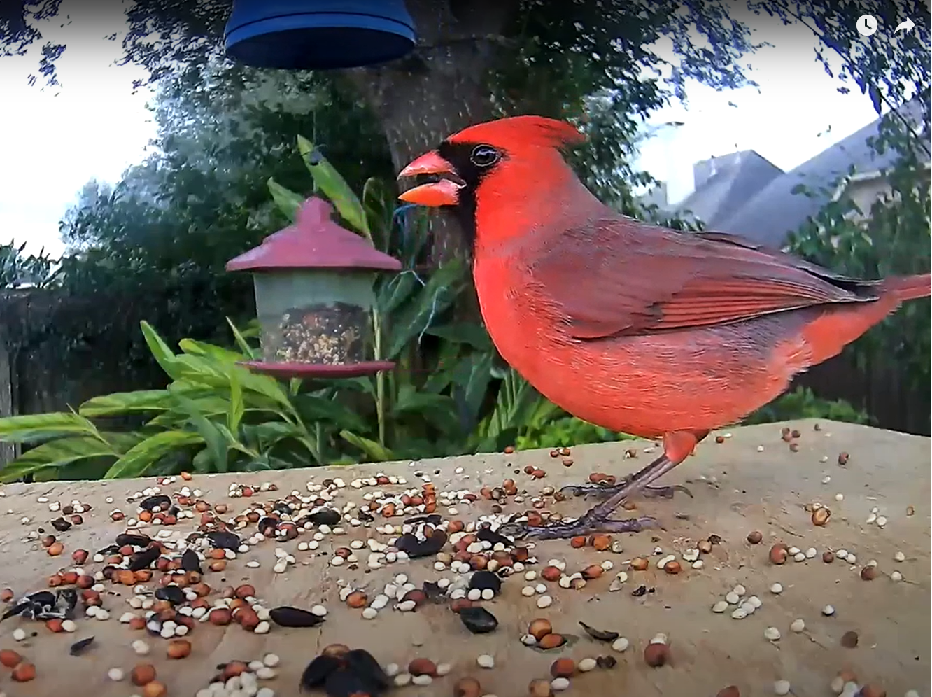 How to organize a “Zoom call” with birds a new, DIY approach to bird