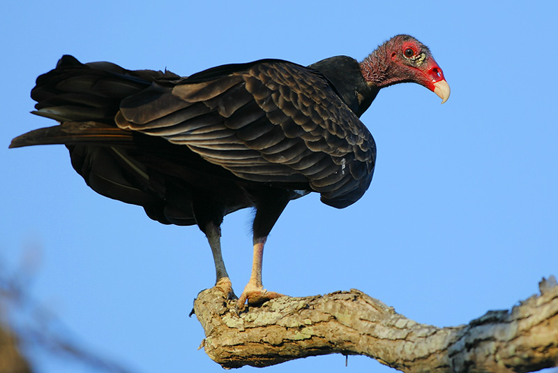 Beak of the Week Turkey Vulture Houston AuduBlog