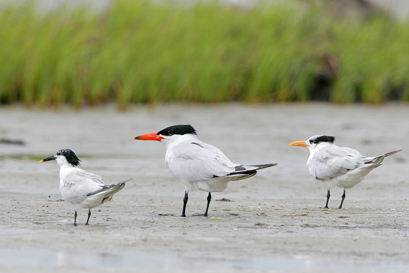 Beak of the Week Caspian Tern Houston AuduBlog