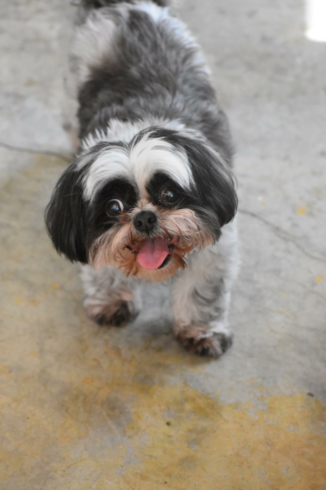 Boarding Houston's Premier Dog Daycare, Boarding, Training & Grooming