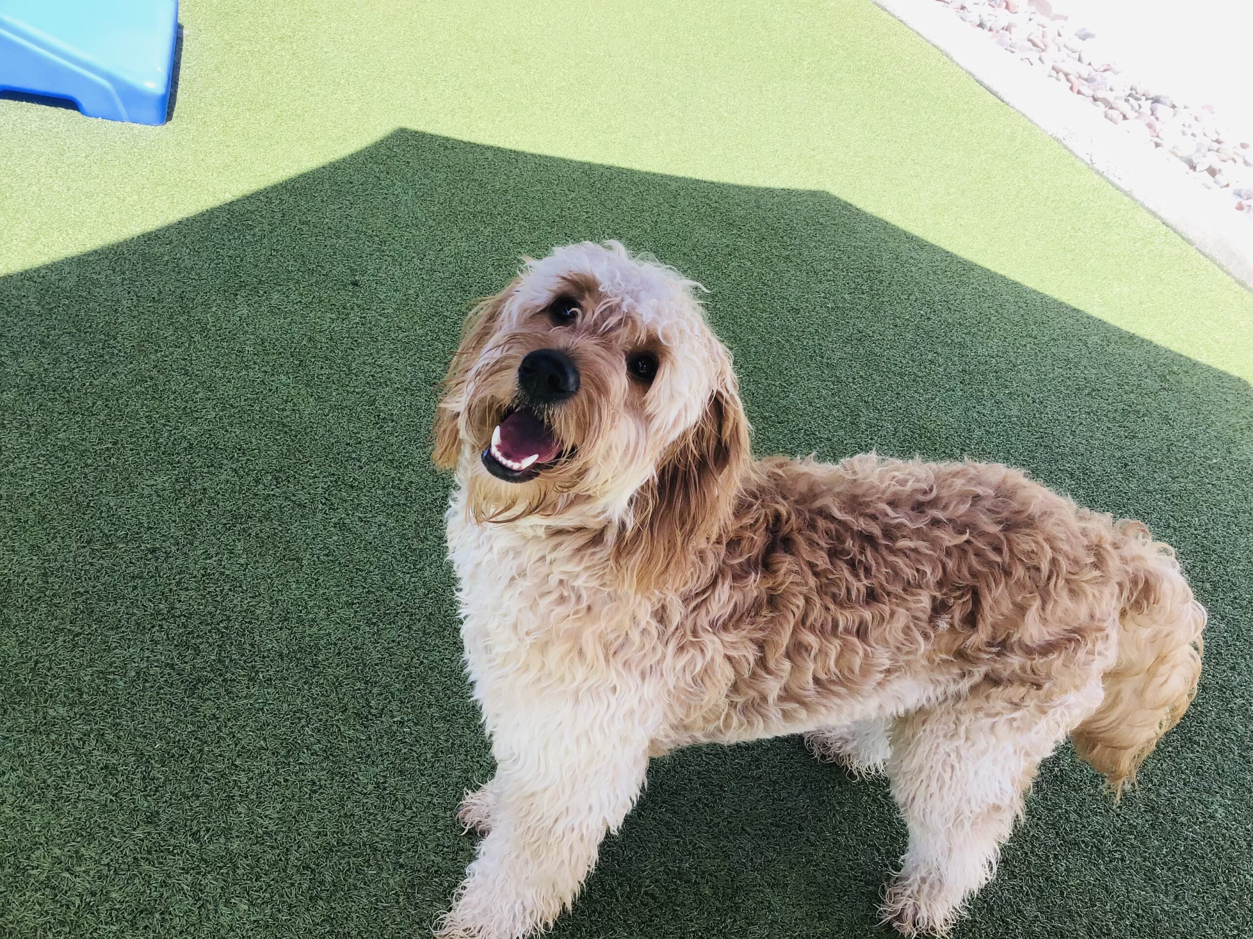 Houston's Premier Dog Daycare Facility Jackson's Place Dog Daycare in