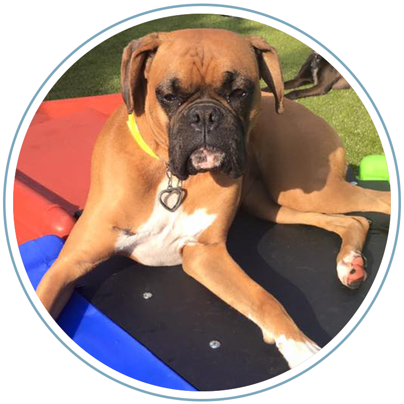 Houston's Premier Dog Daycare Facility Jackson's Place Dog Daycare in