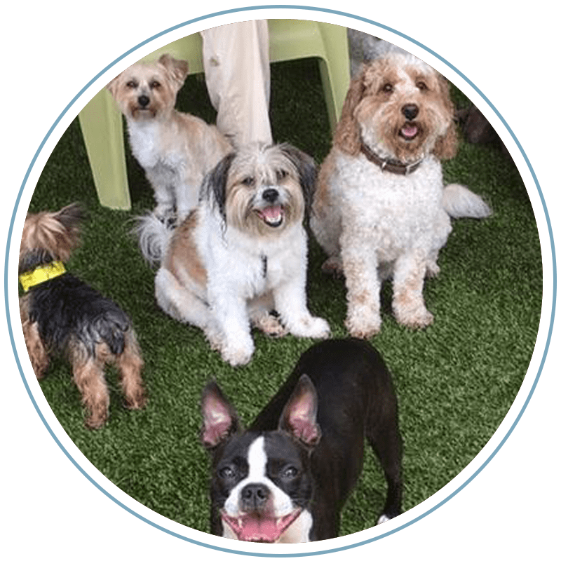 Houston's Premier Dog Daycare Facility Jackson's Place