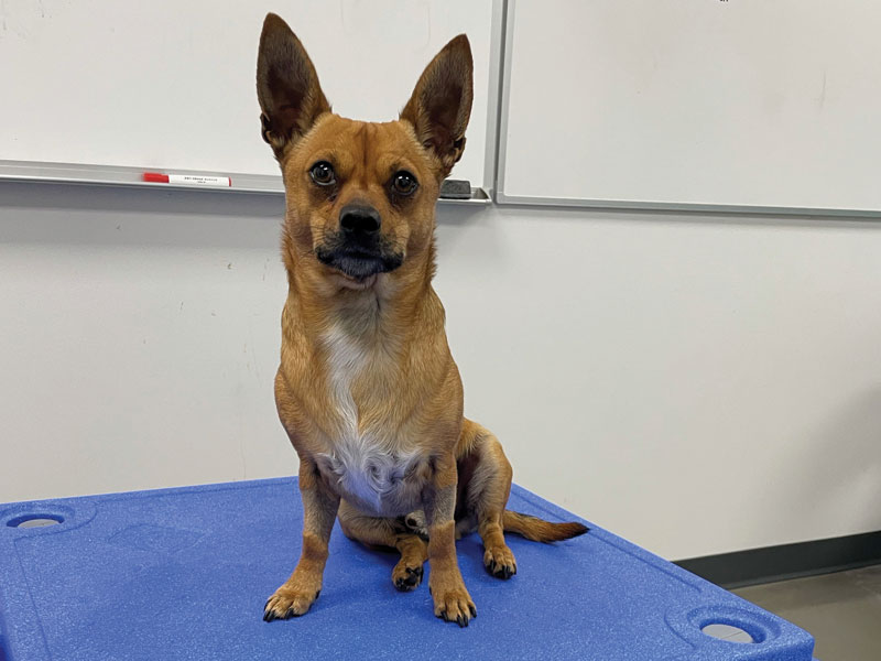 Dog Training Acadamy Houston's Premier Dog Daycare, Boarding