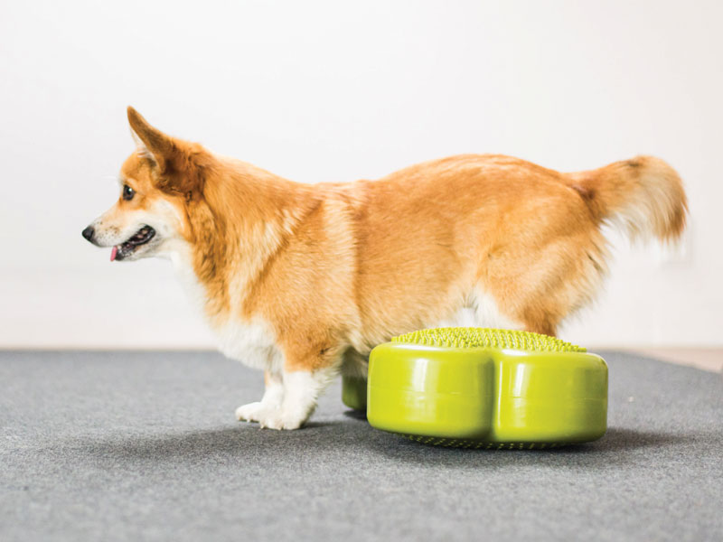 Dog Training Acadamy Houston's Premier Dog Daycare, Boarding