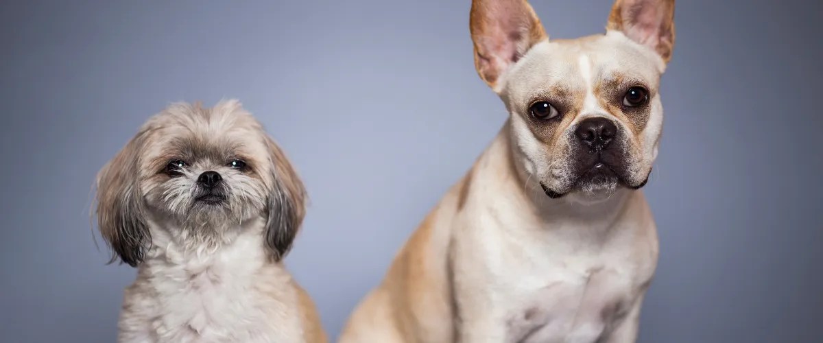 Adopt a Small Dog in Houston Houston Dog Mom