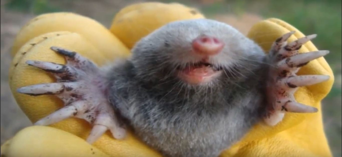 Information About Moles