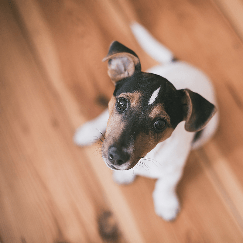 Houston's Best Pet Sitters Awardwinning pet sitter and dog walker serving Houston TX