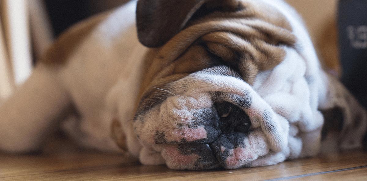 Houston's Best Pet Sitters Awardwinning pet sitter and dog walker