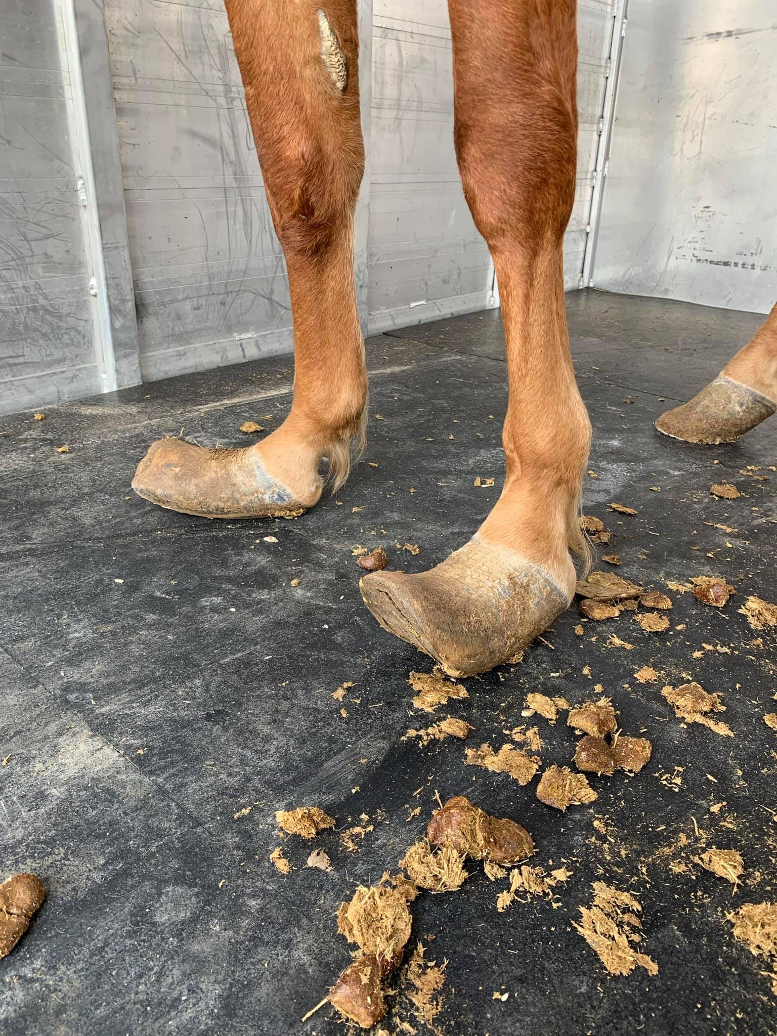 Are Horse Hooves Safe For Dogs