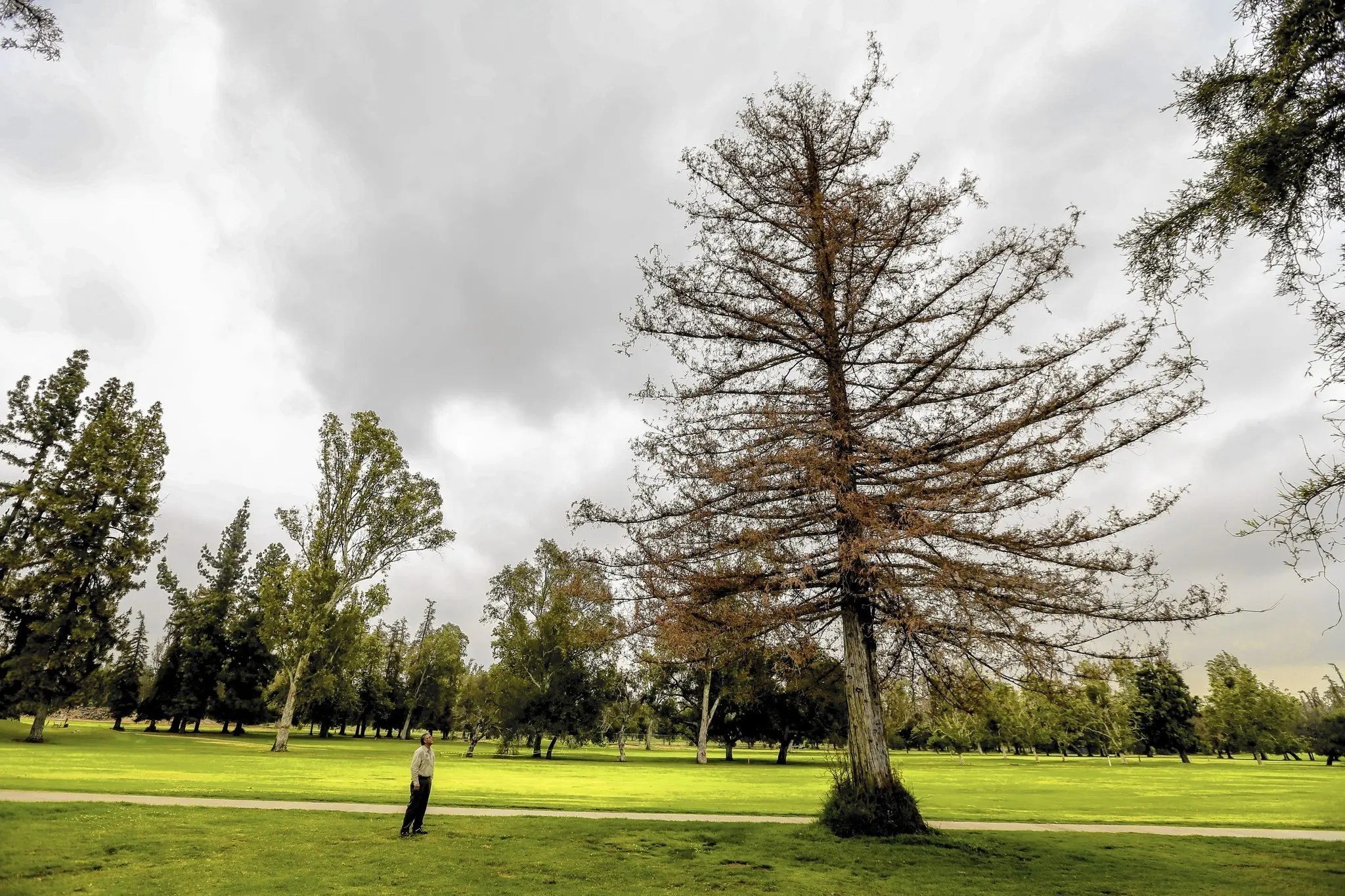 The Longterm Effect of Drought on Trees Houston Tree Surgeons