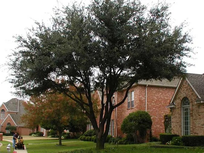 Tree Service Houston Tree Trimming, Removal Arborists