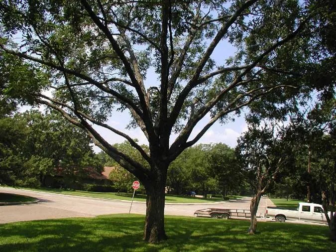 Tree Service Houston Tree Trimming, Removal Arborists