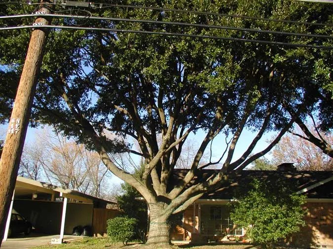 Tree Service Houston Tree Trimming, Removal Arborists
