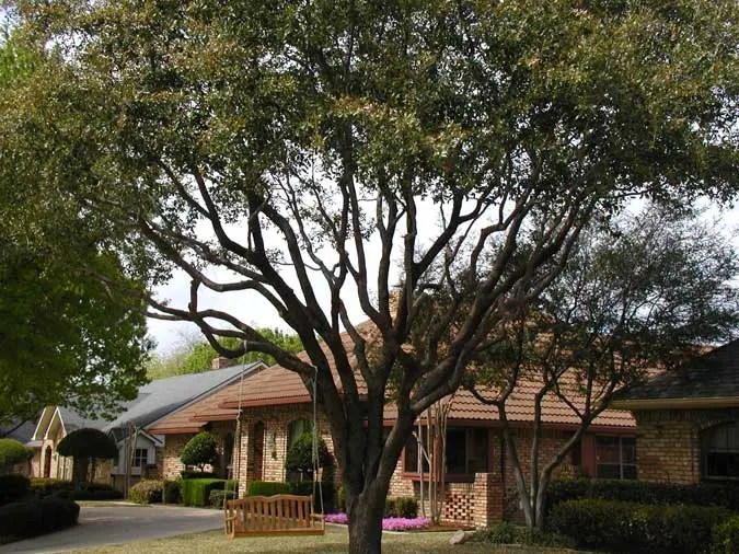 Tree Service Houston Tree Trimming, Removal Arborists