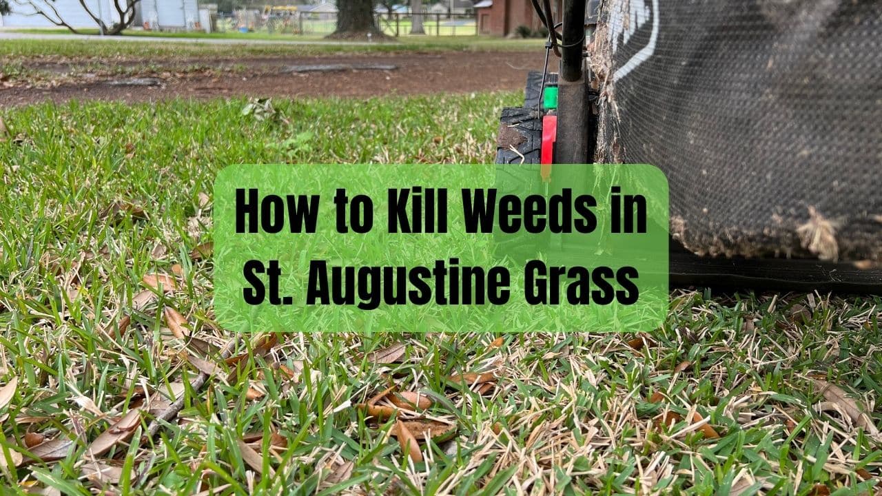 How to Kill Weeds in St. Augustine Grass Houston Grass Pearland