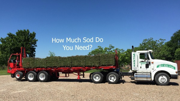 Calculating the Amount of Sod Needed Houston Sugar Land
