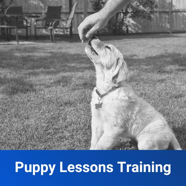 Puppy Training Lessons Off Leash K9 Training of Houston TX