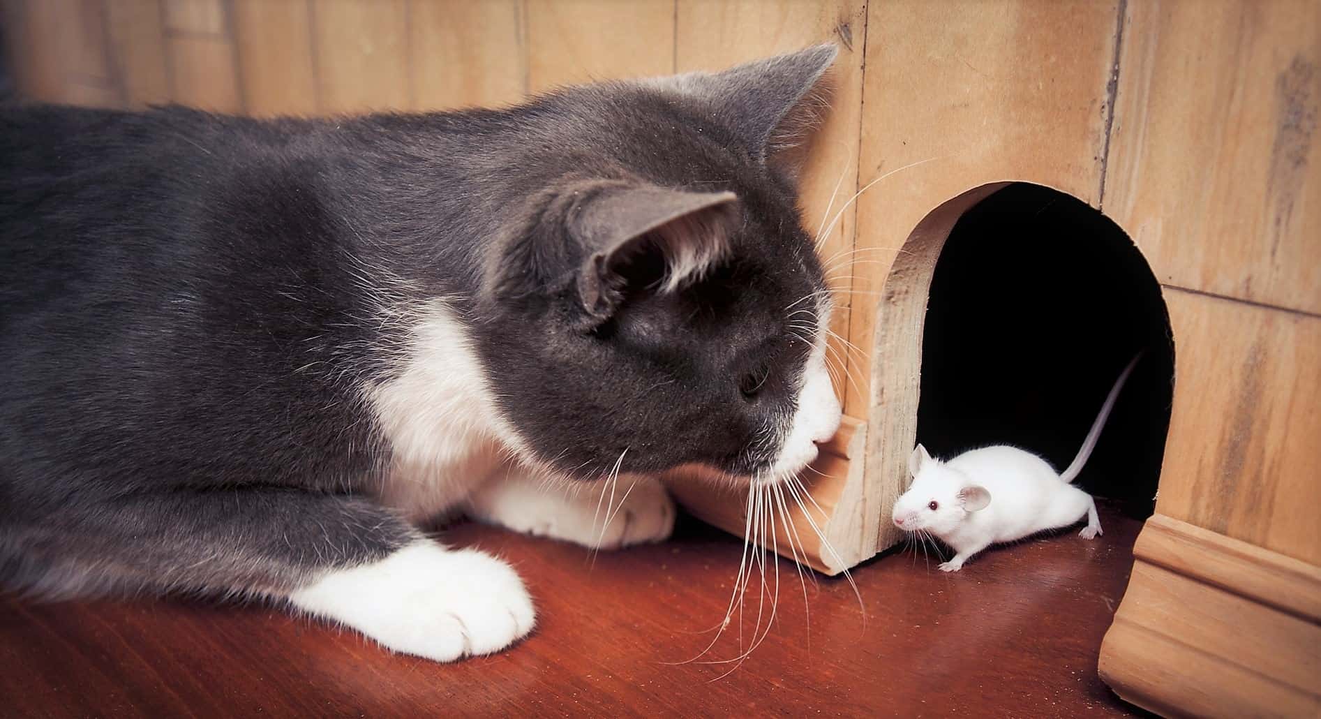 7 Proven Ways to Get Rid of Mice Fast (And Keep Them Away)