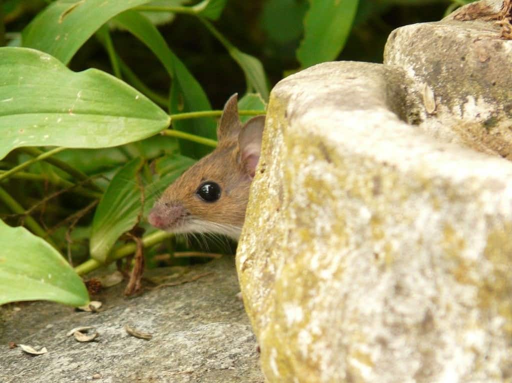 New Apartment Has Mice for Small Space