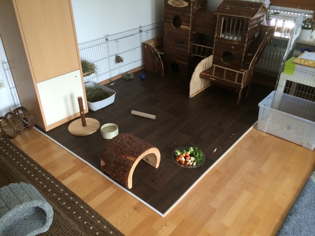How to rabbit keep rabbits happy