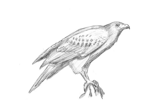 How To Draw A Cartoon Hawk Step By Step Cartoon Animals Animals