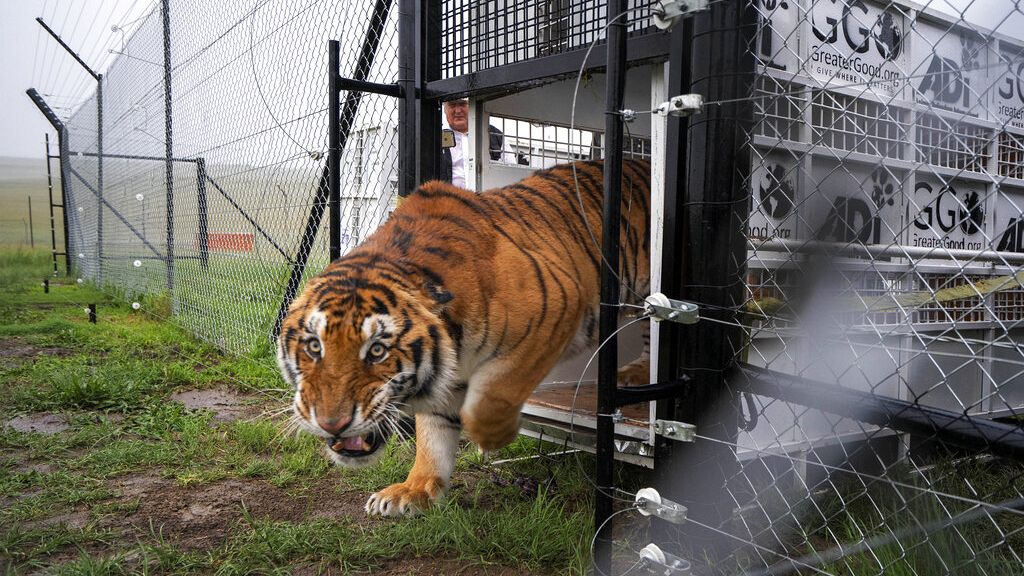 Killing Tigers In Africa at John Mcfadden blog