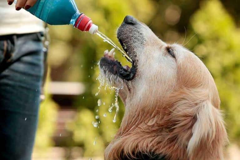 How Long Can Dogs Go Without Water? HowChimp
