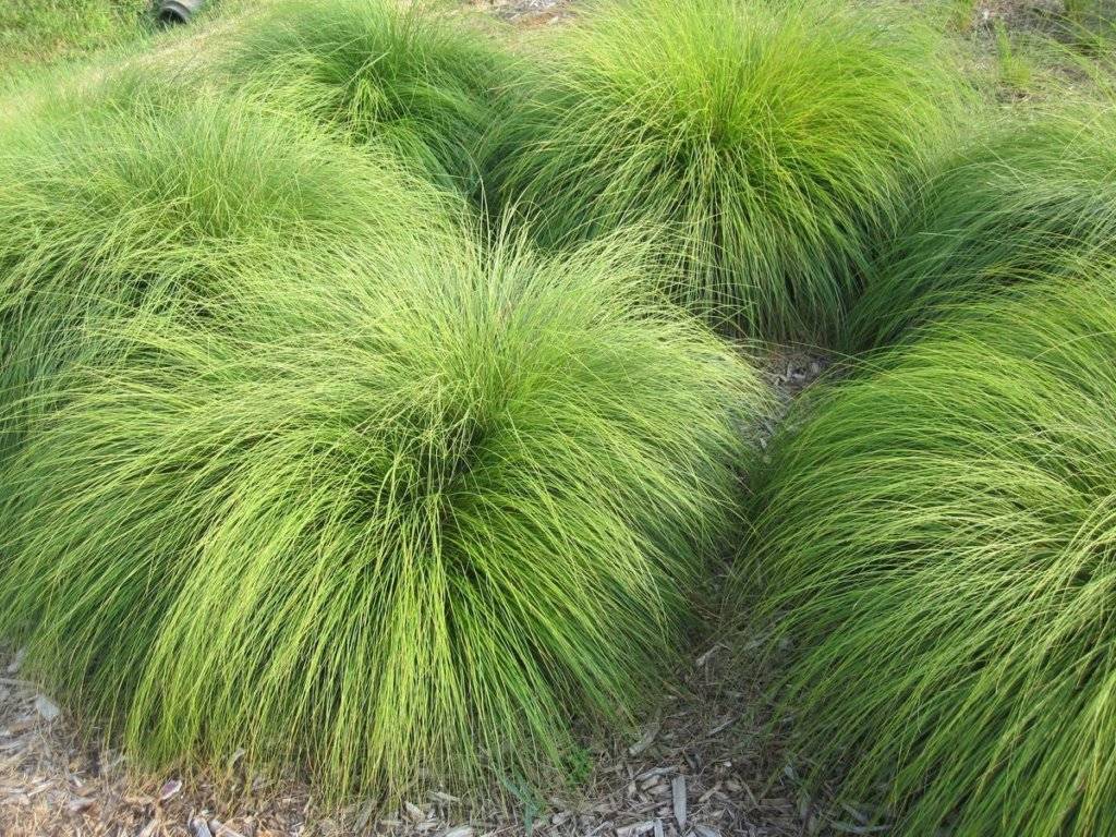Evergreen Grass Grow Great Ornamental Grass in 24 Hours