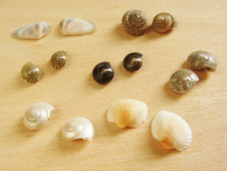 Seashell Earrings How Did You Make This? Luxe DIY