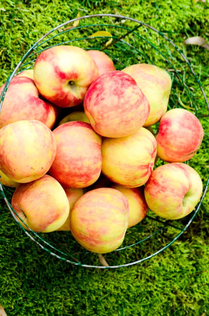 Heavenly Caramel Apple Dip Recipe Good for Fall