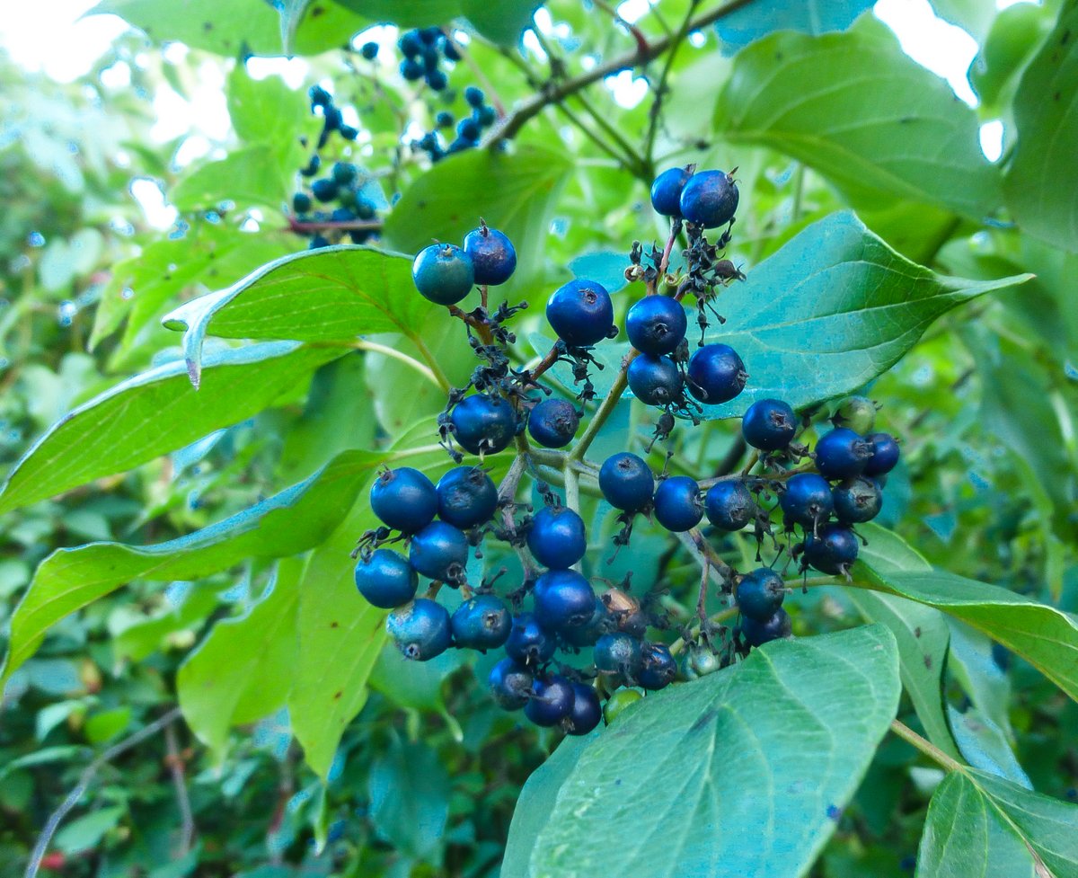 arrowood How Does Your Garden Mow