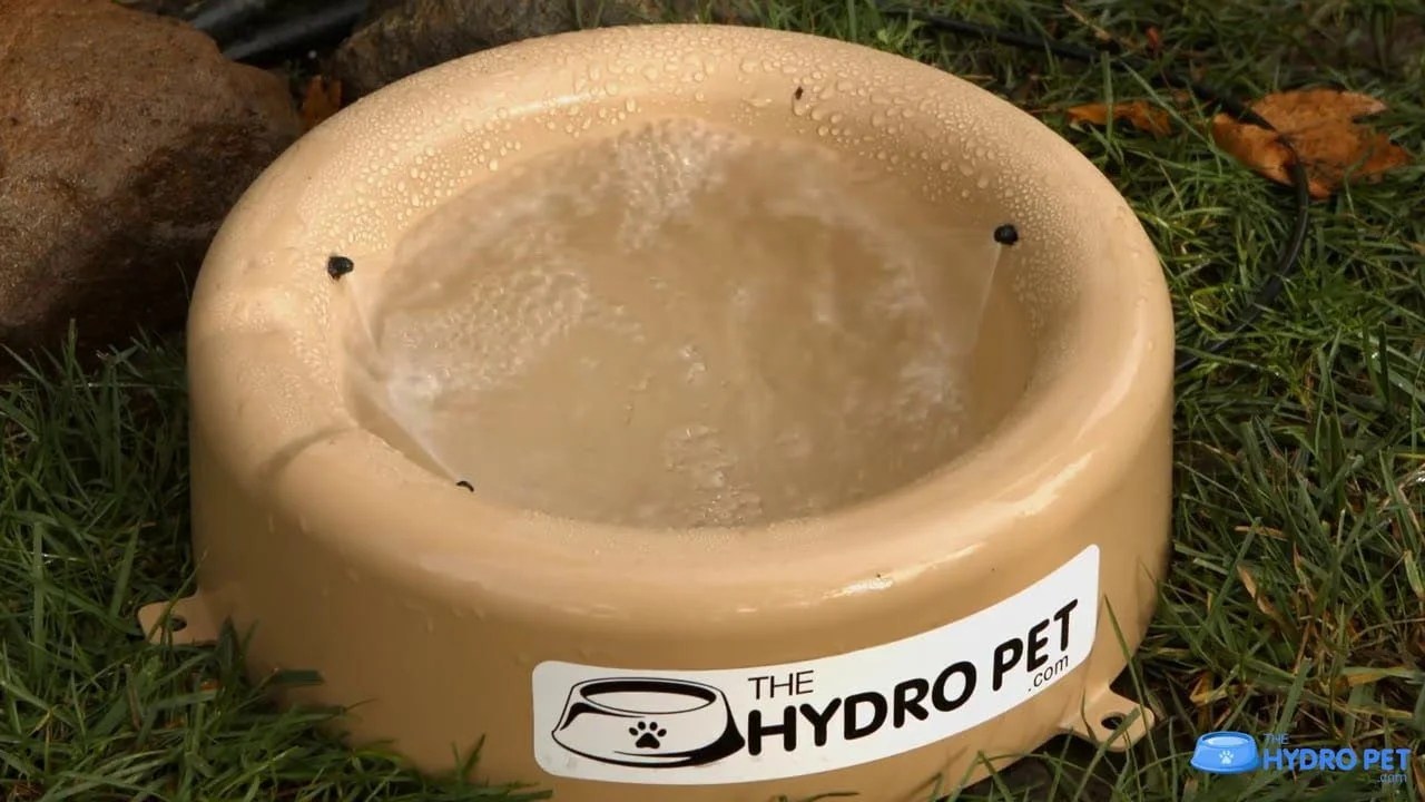 4359 Best top care with dogs