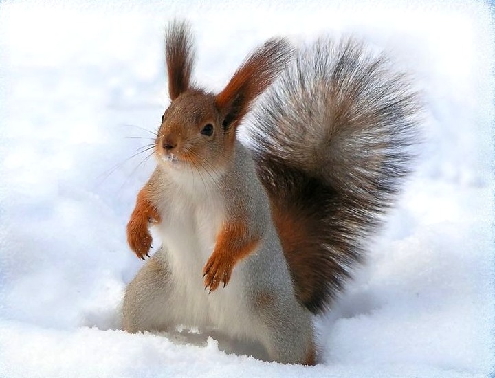 Интересные факты о белках и бурундуках