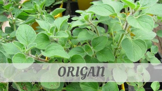 Listen To An EXPERT Would Say Origan? Find Out TODAY. Origan Pronunciation