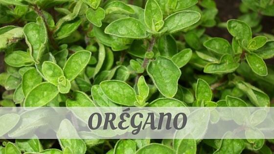 Listen To An EXPERT Would Say Orégano? Find Out TODAY. Orégano