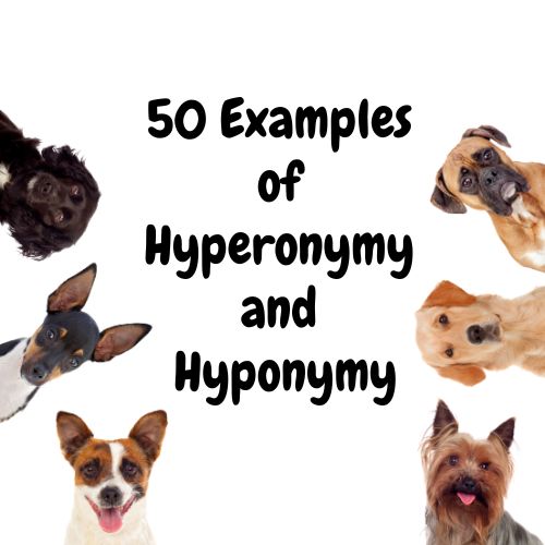 50 Examples of Hyperonymy and Hyponymy – HowForKids