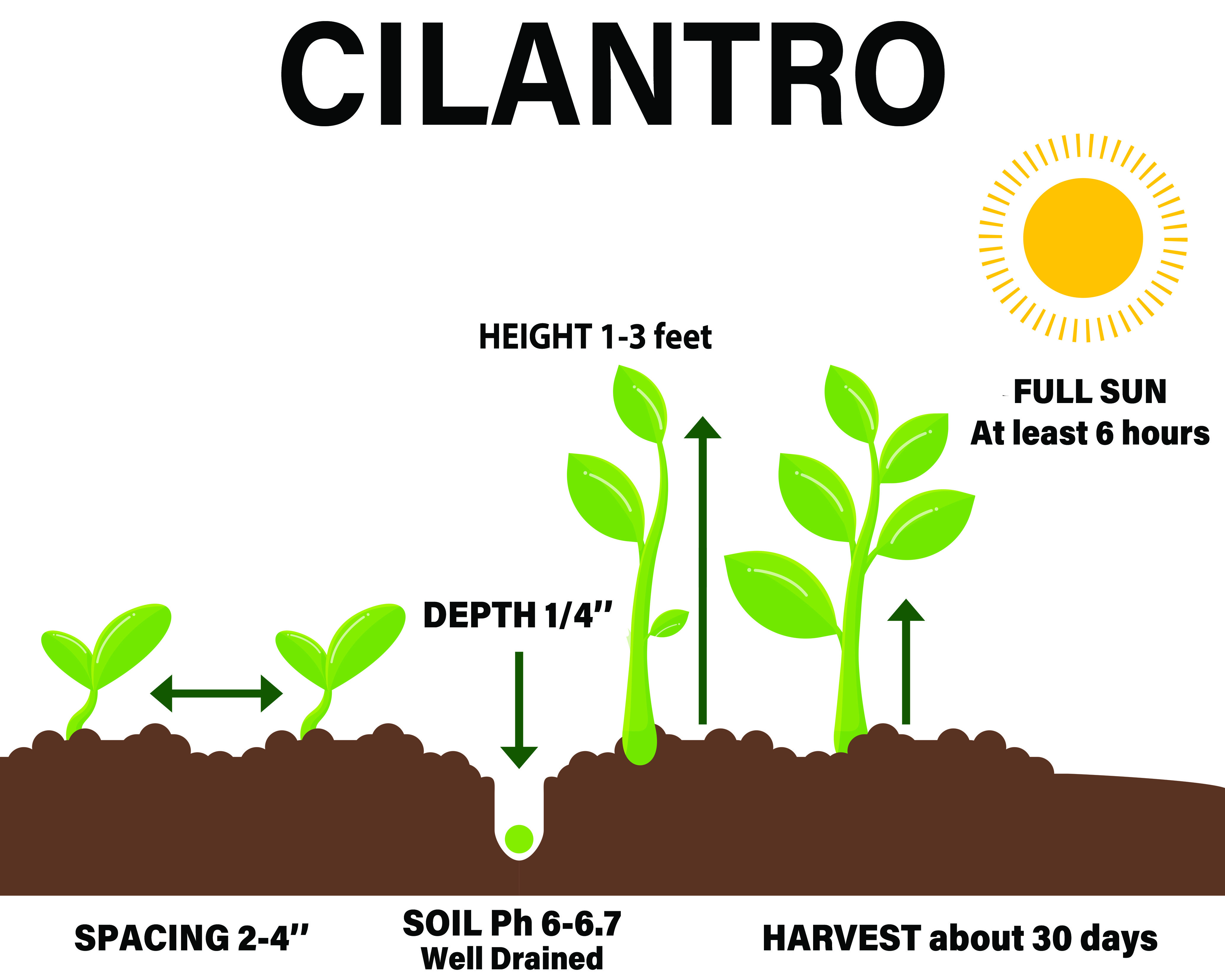 Cilantro howgrowherbs