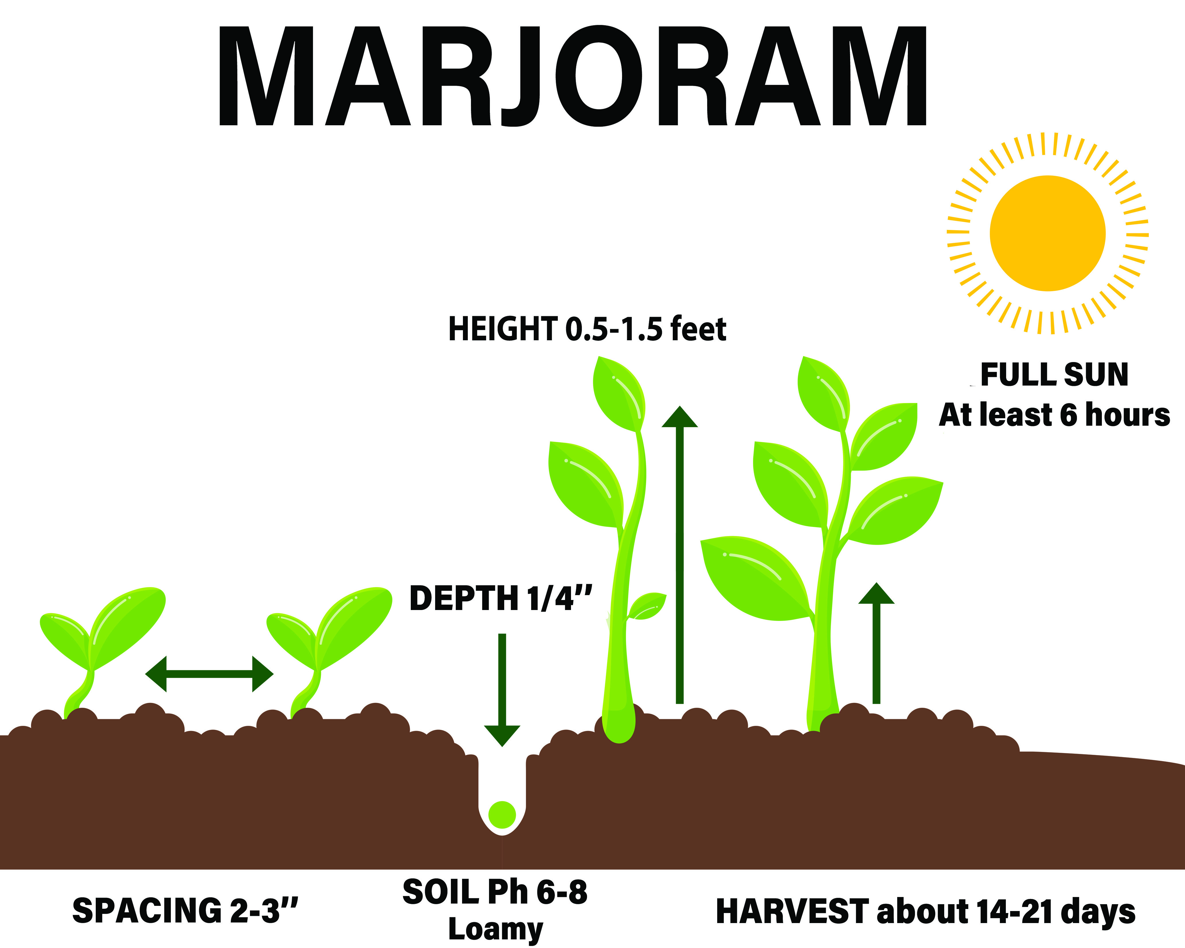 Marjoram howgrowherbs