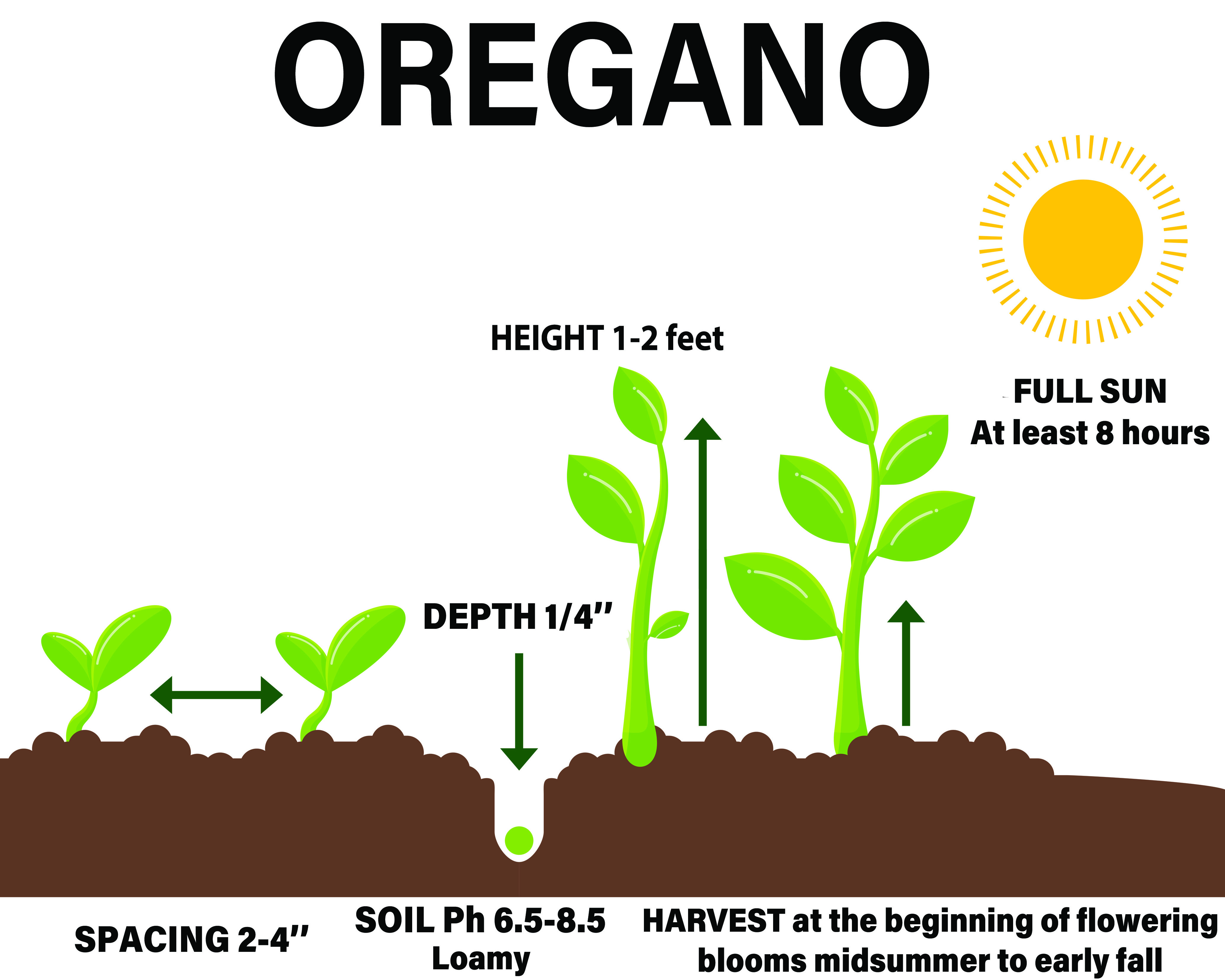 Oregano howgrowherbs