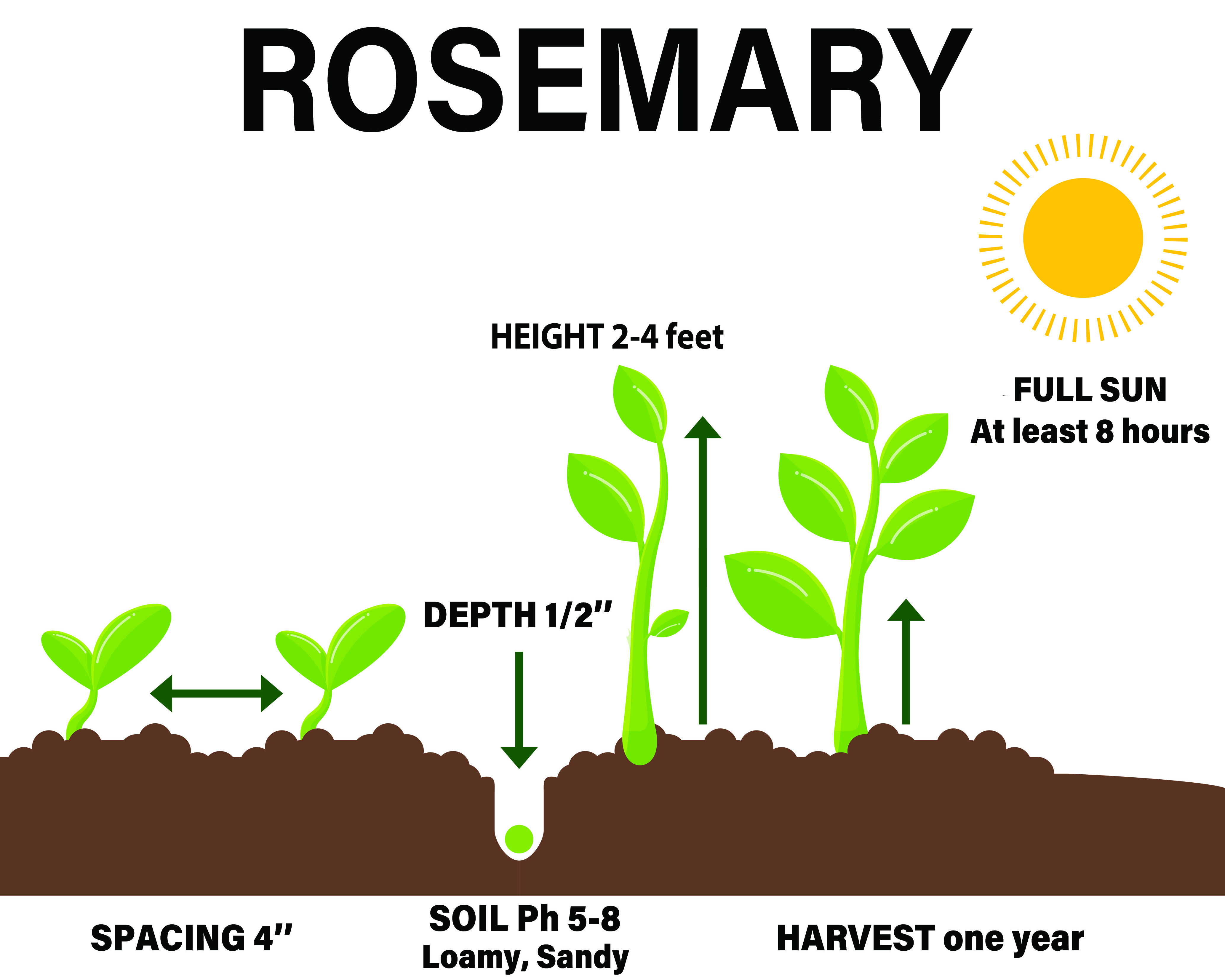 Rosemary howgrowherbs