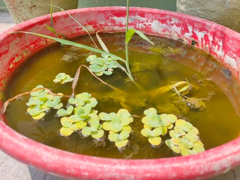 Remove Algae in Hydroponics 101 The Essential Guide How Hydroponics