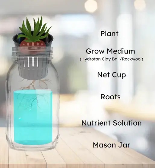 DIY Hydroponics in Mason Jar with Kratky Method How Hydroponics