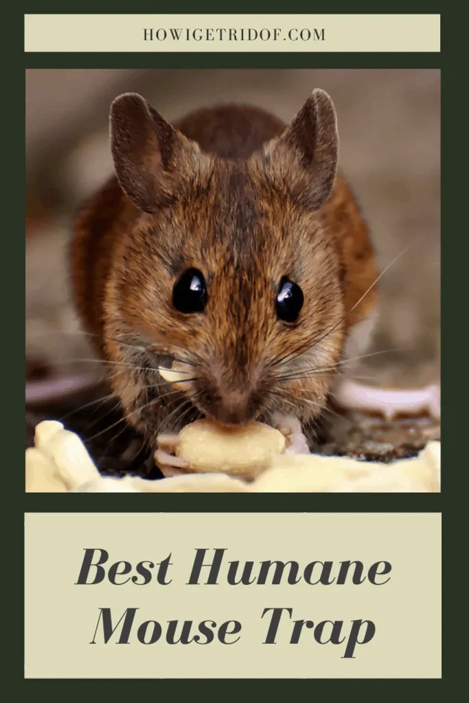 Best Humane Mouse Trap How I Get Rid Of