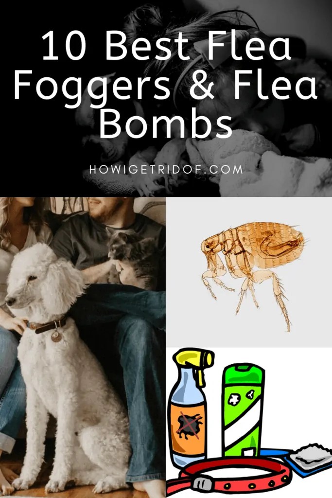 10 Best Flea Foggers And Flea Bombs How I Get Rid Of