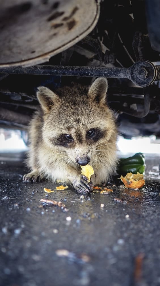 How To Get Rid Of Raccoons How I Get Rid Of