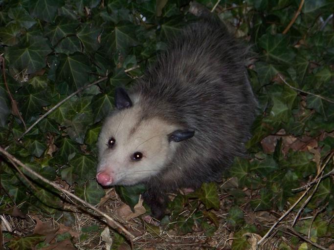 How To Get Rid Of Possums How I Get Rid Of