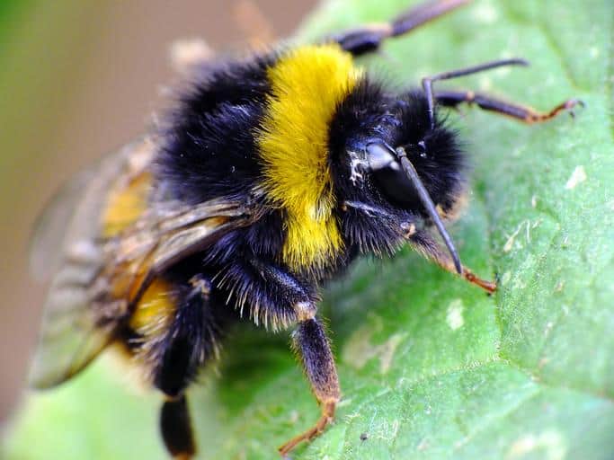 How To Remove Bumble Bees From House Diy How To Get Rid Of Bumble