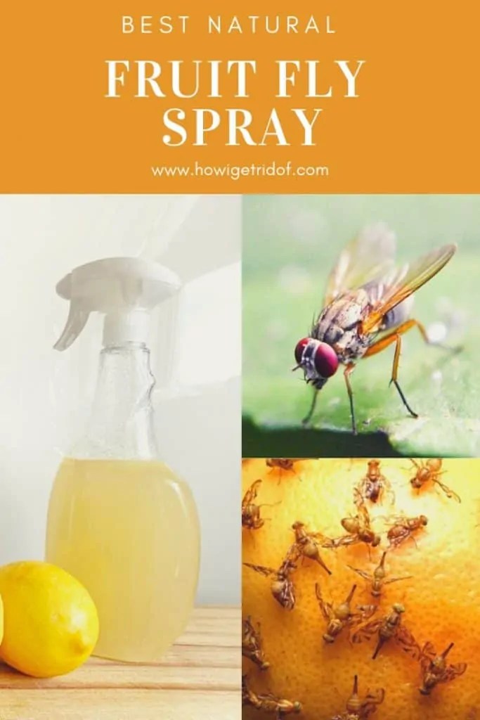 Best Natural Fruit Fly Spray How I Get Rid Of