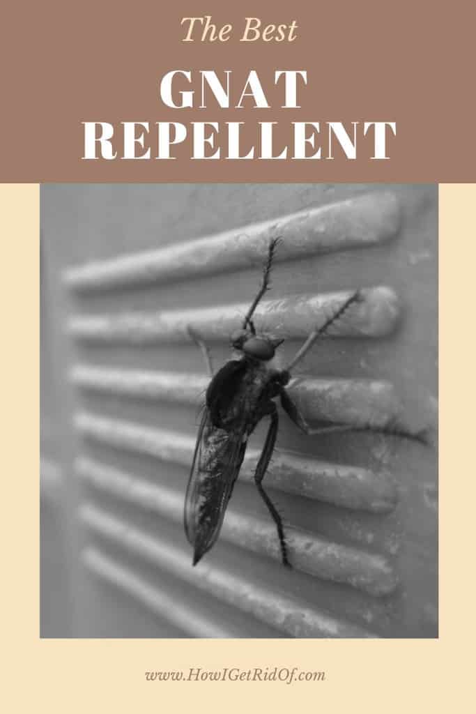 Best Gnat Repellent How I Get Rid Of
